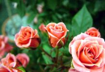 Έρευνα : Γυναίκες που φόρεσαν αιθέριο έλαιο τριαντάφυλλου για τριάντα ημέρες, άλλαξαν την δραστηριότητα του εγκεφάλου τους